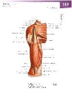 Sobotta Atlas of Human Anatomy  Head,Neck,Upper Limb Volume1 2006, page 196